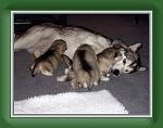 20050502_with_pups * 536 x 408 * (40KB)