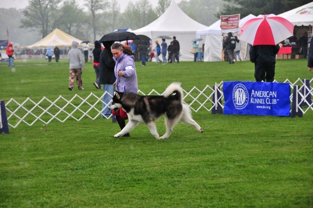 Buck in the rain...