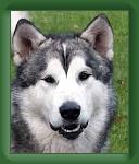 malamute0003a * 251 x 300 * (41KB)