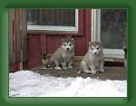 020323_Juneau_Beau * 640 x 480 * (84KB)