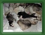 040415_doris_puppies * 500 x 375 * (14KB)