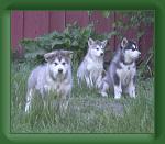 040528_three_boys * 650 x 557 * (30KB)