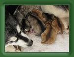 Skye_puppies_1 * 500 x 375 * (40KB)