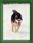 tarka_snow_3 * 209 x 287 * (13KB)