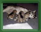 20050502_with_pups * 2048 x 1536 * (639KB)