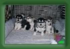 Puppies_2004 * (82 Slides)