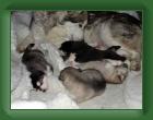 040415_doris_puppies * 500 x 375 * (14KB)