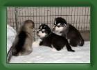 040423_puppies_1 * 500 x 340 * (14KB)