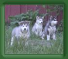 040528_three_boys * 650 x 557 * (30KB)