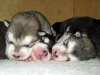 Puppy pile!